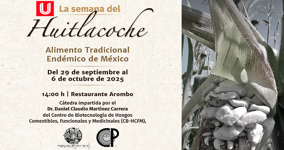 HONGOS MEDICINALES Y TU SALUD