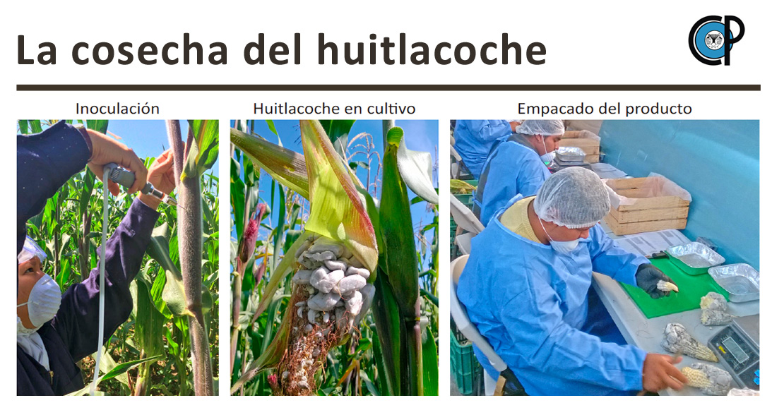 HONGOS MEDICINALES Y TU SALUD