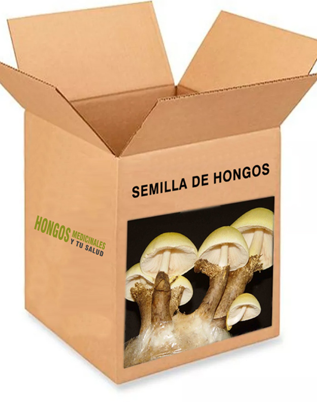 Semilla de hongos