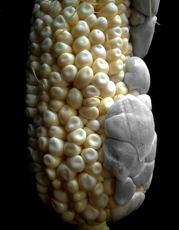 Huitlacoche
